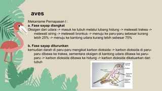 aves
Mekanisme Pernapasan I :
a. Fase sayap diangkat
Oksigen dari udara -> masuk ke tubuh melalui lubang hidung -> melewati trakea ->
melewati siring -> melewati bronkus -> menuju ke paru-paru sebesar kurang
lebih 25% -> menuju ke kantong udara kurang lebih sebesar 75%
b. Fase sayap diturunkan
kemudian darah di paru-paru mengikat karbon dioksida -> karbon dioksida di paru-
paru dibawa ke trakea, sementara oksigen di kantong udara dibawa ke paru-
paru -> karbon dioksida dibawa ke hidung -> karbon dioksida dikeluarkan dari
tubuh
 