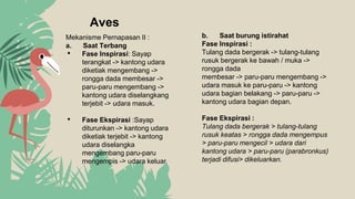 Aves
Mekanisme Pernapasan II :
a. Saat Terbang
• Fase Inspirasi: Sayap
terangkat -> kantong udara
diketiak mengembang ->
rongga dada membesar ->
paru-paru mengembang ->
kantong udara diselangkang
terjebit -> udara masuk.
• Fase Ekspirasi :Sayap
diturunkan -> kantong udara
diketiak terjebit -> kantong
udara diselangka
mengembang paru-paru
mengempis -> udara keluar
b. Saat burung istirahat
Fase Inspirasi :
Tulang dada bergerak -> tulang-tulang
rusuk bergerak ke bawah / muka ->
rongga dada
membesar -> paru-paru mengembang ->
udara masuk ke paru-paru -> kantong
udara bagian belakang -> paru-paru ->
kantong udara bagian depan.
Fase Ekspirasi :
Tulang dada bergerak > tulang-tulang
rusuk keatas > rongga dada mengempus
> paru-paru mengecil > udara dari
kantong udara > paru-paru (parabronkus)
terjadi difusi> dikeluarkan.
 
