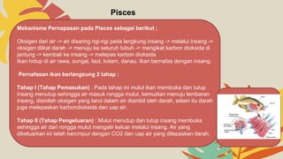 Pisces
Mekanisme Pernapasan pada Pisces sebagai berikut ;
Oksigen dari air -> air disaring rigi-rigi pada lengkung insang -> melalui insang ->
oksigen diikat darah -> menuju ke seluruh tubuh -> mengikat karbon dioksida di
jantung -> kembali ke insang -> melepas karbon dioksida
Ikan hidup di air rawa, sungai, laut, kolam, danau. Ikan bernafas dengan insang.
Pernafasan ikan berlangsung 2 tahap :
Tahap I (Tahap Pemasukan) : Pada tahap ini mulut ikan membuka dan tutup
insang menutup sehingga air masuk rongga mulut, kemudian menuju lembaran
insang, disinilah oksigen yang larut dalam air diambil oleh darah, selain itu darah
juga melepaskan karbondioksida dan uap air.
Tahap II (Tahap Pengeluaran) : Mulut menutup dan tutup insang membuka
sehingga air dari rongga mulut mengalir keluar melalui insang. Air yang
dikeluarkan ini telah bercmpur dengan CO2 dan uap air yang dilepaskan darah.
 