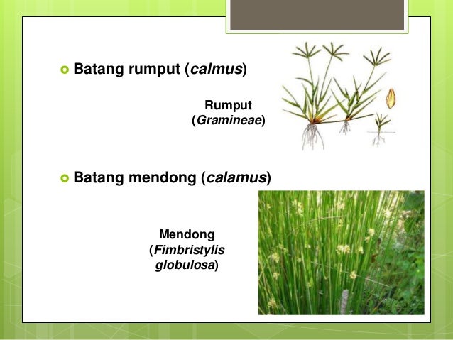 PPT Rumput Ppt kelompok 6 batang PPT Rumput Ppt kelompok 6 batang