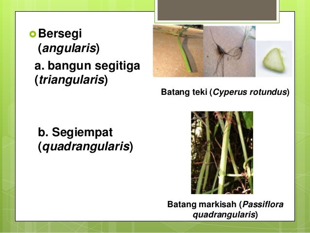 Ppt Kelompok 6 Batang