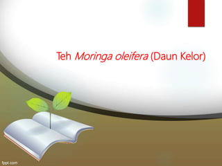Teh Moringa oleifera (Daun Kelor)
 