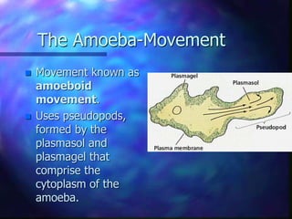 The Amoeba-Movement
 Movement known as
amoeboid
movement.
 Uses pseudopods,
formed by the
plasmasol and
plasmagel that
comprise the
cytoplasm of the
amoeba.
 