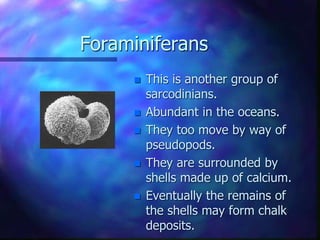 Foraminiferans
 This is another group of
sarcodinians.
 Abundant in the oceans.
 They too move by way of
pseudopods.
 They are surrounded by
shells made up of calcium.
 Eventually the remains of
the shells may form chalk
deposits.
 