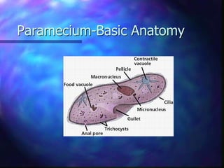 Paramecium-Basic Anatomy
 