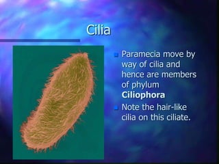Cilia
 Paramecia move by
way of cilia and
hence are members
of phylum
Ciliophora
 Note the hair-like
cilia on this ciliate.
 