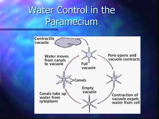 Water Control in the
Paramecium
 