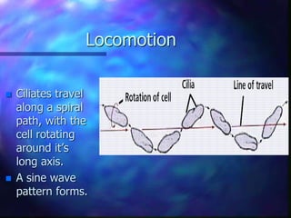 Locomotion
 Ciliates travel
along a spiral
path, with the
cell rotating
around it’s
long axis.
 A sine wave
pattern forms.
 