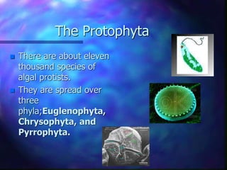 The Protophyta
 There are about eleven
thousand species of
algal protists.
 They are spread over
three
phyla;Euglenophyta,
Chrysophyta, and
Pyrrophyta.
 