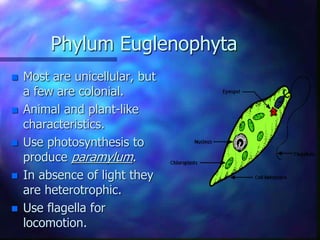 Phylum Euglenophyta
 Most are unicellular, but
a few are colonial.
 Animal and plant-like
characteristics.
 Use photosynthesis to
produce paramylum.
 In absence of light they
are heterotrophic.
 Use flagella for
locomotion.
 