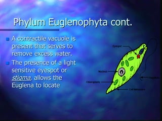 Phylum Euglenophyta cont.
 A contractile vacuole is
present that serves to
remove excess water.
 The presence of a light
sensitive eyespot or
stigma, allows the
Euglena to locate
 