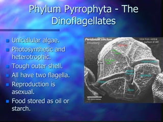 Phylum Pyrrophyta - The
Dinoflagellates
 Unicellular algae.
 Photosynthetic and
heterotrophic.
 Tough outer shell.
 All have two flagella.
 Reproduction is
asexual.
 Food stored as oil or
starch.
 