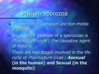Phylum Sporozoa
 Members of this phylum are non-motile
protozoa.
 An excellent example of a sporozoan is
Plasmodium vivax , the causative agent
of malaria.
 There are two stages involved in the life
cycle of Plasmodium vivax ; Asexual
(in the human) and Sexual (in the
mosquito).
 