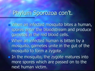 Phylum Sporozoa con’t.
 When an infected mosquito bites a human,
spores enter the bloodstream and produce
gametes in the red blood cells.
 When an infected human is bitten by a
mosquito, gametes unite in the gut of the
mosquito to form a zygote.
 In the mosquito, the zygote matures into
more spores which are passed on to the
next human victim.
 