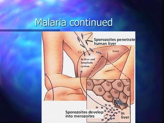 Malaria continued
 