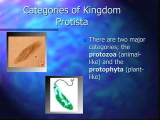 Categories of Kingdom
Protista
 There are two major
categories; the
protozoa (animal-
like) and the
protophyta (plant-
like)
 