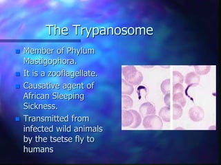 The Trypanosome
 Member of Phylum
Mastigophora.
 It is a zooflagellate.
 Causative agent of
African Sleeping
Sickness.
 Transmitted from
infected wild animals
by the tsetse fly to
humans
 