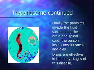 Trypanosome continued
 Finally the parasites
invade the fluid
surrounding the
brain and spinal
cord, the person
loses consciousness
and dies.
 Drugs are effective
in the early stages of
this disease.
 