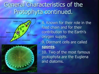 General Characteristics of the
Protophyta continued.
 8. Known for their role in the
food chain and for their
contribution to the Earth’s
oxygen supply.
 9. Dormant cells are called
spores.
 10. Two of the most famous
protophyta are the Euglena
and diatoms.
 