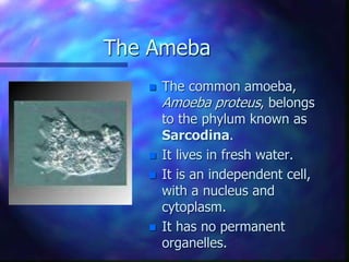 The Ameba
 The common amoeba,
Amoeba proteus, belongs
to the phylum known as
Sarcodina.
 It lives in fresh water.
 It is an independent cell,
with a nucleus and
cytoplasm.
 It has no permanent
organelles.
 