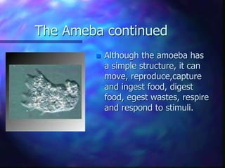The Ameba continued
 Although the amoeba has
a simple structure, it can
move, reproduce,capture
and ingest food, digest
food, egest wastes, respire
and respond to stimuli.
 