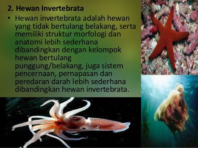 KLASIFIKASI HEWAN DAN PENGGOLONGAN DUNIA HEWAN KLASIFIKASI HEWAN DAN PENGGOLONGAN DUNIA HEWAN