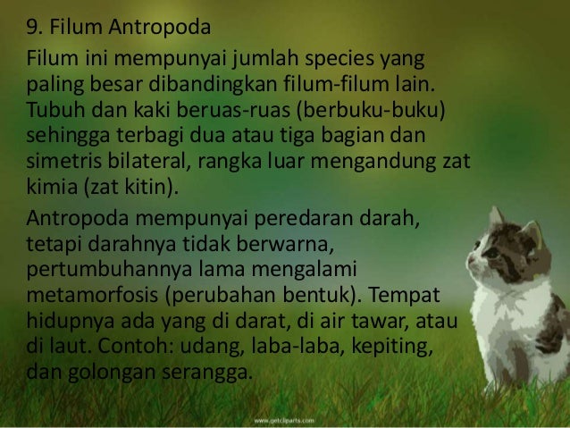 KLASIFIKASI HEWAN DAN PENGGOLONGAN DUNIA HEWAN