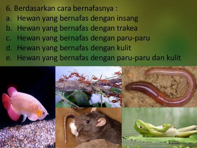 Contoh Hewan Mamalia Aves Pisces Amphibia Reptilia - Mi Putri