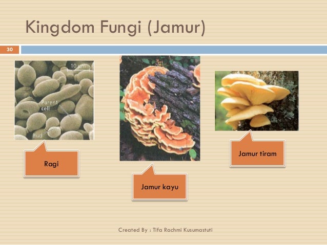 Ppt Klasifikasi Makhluk Hidup Kelas 7 Ppt Klasifikasi Makhluk Hidup Kelas 7