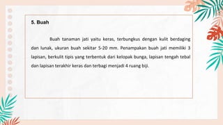 5. Buah
Buah tanaman jati yaitu keras, terbungkus dengan kulit berdaging
dan lunak, ukuran buah sekitar 5-20 mm. Penampakan buah jati memiliki 3
lapisan, berkulit tipis yang terbentuk dari kelopak bunga, lapisan tengah tebal
dan lapisan terakhir keras dan terbagi menjadi 4 ruang biji.
 