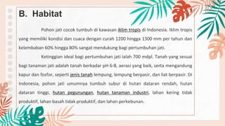 B. Habitat
Pohon jati cocok tumbuh di kawasan iklim tropis di Indonesia. Iklim tropis
yang memiliki kondisi dan cuaca dengan curah 1200 hingga 1300 mm per tahun dan
kelembaban 60% hingga 80% sangat mendukung bagi pertumbuhan jati.
Ketinggian ideal bagi pertumbuhan jati ialah 700 mdpl. Tanah yang sesuai
bagi tanaman jati adalah tanah berkadar pH 6-8, aerasi yang baik, serta mengandung
kapur dan fosfor, seperti jenis tanah lempung, lempung berpasir, dan liat berpasir. Di
Indonesia, pohon jati umumnya tumbuh subur di hutan dataran rendah, hutan
dataran tinggi, hutan pegunungan, hutan tanaman industri, lahan kering tidak
produktif, lahan basah tidak produktif, dan lahan perkebunan.
 