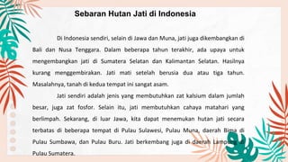 Sebaran Hutan Jati di Indonesia
Di Indonesia sendiri, selain di Jawa dan Muna, jati juga dikembangkan di
Bali dan Nusa Tenggara. Dalam beberapa tahun terakhir, ada upaya untuk
mengembangkan jati di Sumatera Selatan dan Kalimantan Selatan. Hasilnya
kurang menggembirakan. Jati mati setelah berusia dua atau tiga tahun.
Masalahnya, tanah di kedua tempat ini sangat asam.
Jati sendiri adalah jenis yang membutuhkan zat kalsium dalam jumlah
besar, juga zat fosfor. Selain itu, jati membutuhkan cahaya matahari yang
berlimpah. Sekarang, di luar Jawa, kita dapat menemukan hutan jati secara
terbatas di beberapa tempat di Pulau Sulawesi, Pulau Muna, daerah Bima di
Pulau Sumbawa, dan Pulau Buru. Jati berkembang juga di daerah Lampung di
Pulau Sumatera.
 