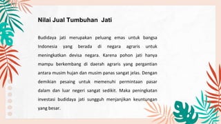 Nilai Jual Tumbuhan Jati
Budidaya jati merupakan peluang emas untuk bangsa
Indonesia yang berada di negara agraris untuk
meningkatkan devisa negara. Karena pohon jati hanya
mampu berkembang di daerah agraris yang pergantian
antara musim hujan dan musim panas sangat jelas. Dengan
demikian pesaing untuk memenuhi permintaan pasar
dalam dan luar negeri sangat sedikit. Maka peningkatan
investasi budidaya jati sungguh menjanjikan keuntungan
yang besar.
 