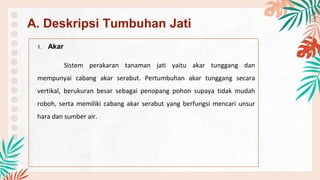 1. Akar
Sistem perakaran tanaman jati yaitu akar tunggang dan
mempunyai cabang akar serabut. Pertumbuhan akar tunggang secara
vertikal, berukuran besar sebagai penopang pohon supaya tidak mudah
roboh, serta memiliki cabang akar serabut yang berfungsi mencari unsur
hara dan sumber air.
A. Deskripsi Tumbuhan Jati
 