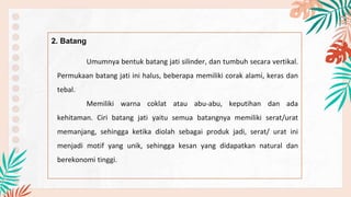 2. Batang
Umumnya bentuk batang jati silinder, dan tumbuh secara vertikal.
Permukaan batang jati ini halus, beberapa memiliki corak alami, keras dan
tebal.
Memiliki warna coklat atau abu-abu, keputihan dan ada
kehitaman. Ciri batang jati yaitu semua batangnya memiliki serat/urat
memanjang, sehingga ketika diolah sebagai produk jadi, serat/ urat ini
menjadi motif yang unik, sehingga kesan yang didapatkan natural dan
berekonomi tinggi.
 
