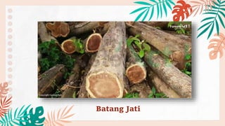 Batang Jati
 