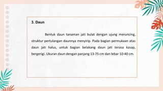 3. Daun
Bentuk daun tanaman jati bulat dengan ujung meruncing,
struktur pertulangan daunnya menyirip. Pada bagian permukaan atas
daun jati halus, untuk bagian belakang daun jati terasa kasap,
bergerigi. Ukuran daun dengan panjang 13-75 cm dan lebar 10-40 cm.
 