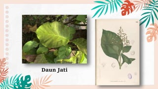 Daun Jati
 