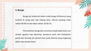4. Bunga
Bunga jati terbentuk dalam malai bunga (inflorence) yang
tumbuh di ujung atau tepi cabang daun. Ukuran panjang malai
sekitar 60-90 cm dan lebar sekitar 10-30 cm.
Pertumbuhan bunga jati umumnya terjadi pada bulan juni
sampai agustus tiap tahunnya, berwarna putih dan berkelamin
ganda dari benang sari (jantan) dan putik (betina) yang tergabung
dalam satu tandan besar.
 