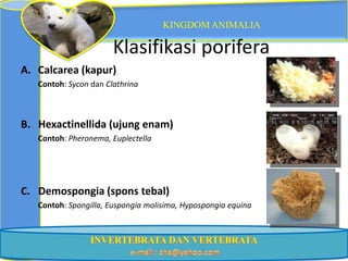 KINGDOM ANIMALIA

                       Klasifikasi porifera
A. Calcarea (kapur)
   Contoh: Sycon dan Clathrina



B. Hexactinellida (ujung enam)
   Contoh: Pheronema, Euplectella




C. Demospongia (spons tebal)
   Contoh: Spongilla, Euspongia molisima, Hypospongia equina
 