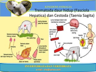 KINGDOM ANIMALIA
  Trematoda daur hidup (Fasciola
Hepatica) dan Cestoda (Taenia Sagita)
 