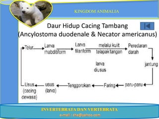 KINGDOM ANIMALIA


          Daur Hidup Cacing Tambang
(Ancylostoma duodenale & Necator americanus)
 