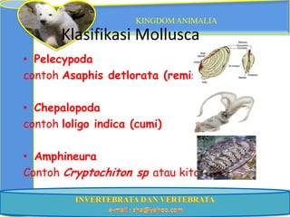 KINGDOM ANIMALIA

       Klasifikasi Mollusca
• Pelecypoda
contoh Asaphis detlorata (remis),

• Chepalopoda
contoh loligo indica (cumi)

• Amphineura
Contoh Cryptochiton sp atau kiton
 