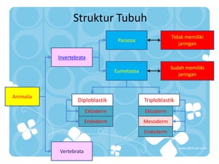Struktur Tubuh
                       KINGDOM ANIMALIA


                                                          Tidak memiliki
                                    Parazoa
                                                             jaringan

           Invertebrata
                                                          Sudah memiliki
                                   Eumetazoa
                                                             jaringan



Animalia
                   Diploblastik                Triploblastik
                        Ektoderm               Ektoderm
                        Endoderm               Mesoderm
                                               Endoderm


           Vertebrata
 