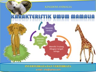 KINGDOM ANIMALIA




           Memiliki
           rambut


Memiliki
kelenjar
  susu
              Memilki 3 tulang
              dibagian tengah
                  telinga
 