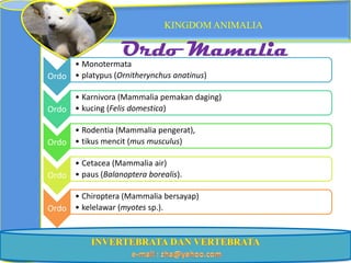 KINGDOM ANIMALIA

                   Ordo Mamalia
     • Monotermata
Ordo • platypus (Ornitherynchus anatinus)

     • Karnivora (Mammalia pemakan daging)
Ordo • kucing (Felis domestica)

     • Rodentia (Mammalia pengerat),
Ordo • tikus mencit (mus musculus)

     • Cetacea (Mammalia air)
Ordo • paus (Balanoptera borealis).

     • Chiroptera (Mammalia bersayap)
Ordo • kelelawar (myotes sp.).
 