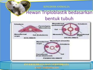 KINGDOM ANIMALIA

Hewan Triploblastik bedasarkan
        bentuk tubuh
 