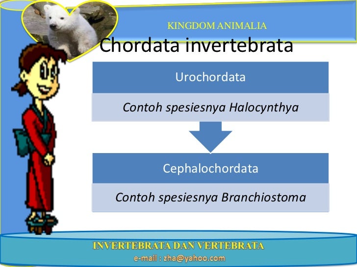 Apa Contoh Hewan  Invertebrata Contoh Pengantar