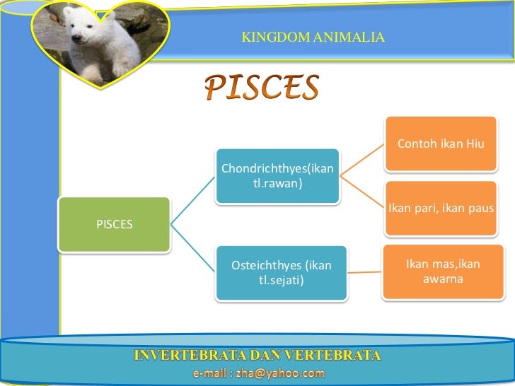 Ppt kngdom animal