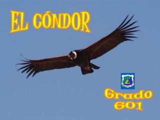 EL CÓNDOR Grado 601 